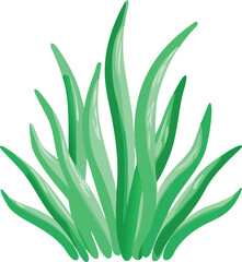 aloe vera plant isolated