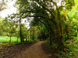 dirt trail surrounded by green tropical forest in Costa Rica