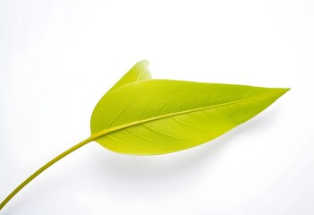 Obraz premium green leaf on a white background