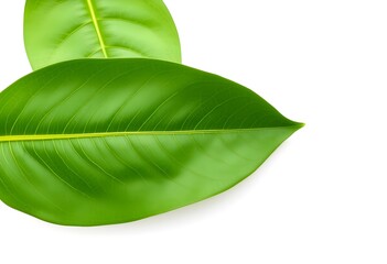 Obraz premium green leaf isolated on white