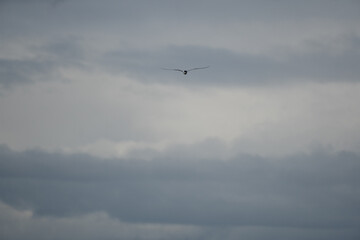 White-fronted tern (Sterna striata) flying over rippled sea water.Large copy space nature background.