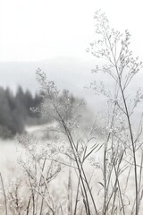 Obraz premium Misty Meadow Grasses: A Peaceful Landscape