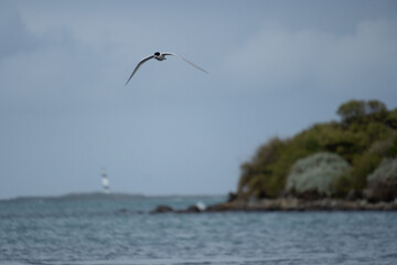 Naklejka premium White-fronted tern (Sterna striata) flying over water in Bluff, New Zealand. Terns nest on rocks in large colonies. Island in background.