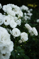 white flowers in the garden