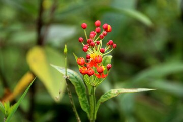 planta flor oficial de sala - Asclepias curassavica 