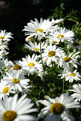 Fototapeta premium white daisies in a garden