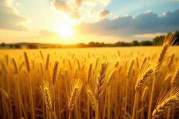 Fototapeta premium Sun-drenched golden wheat field, ripe harvest , landscape, golden, plant