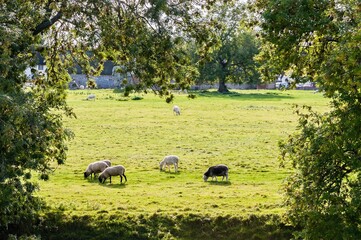 Sheep grazing in a pasture field. View through a clearing in the trees