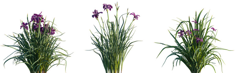 Set of Iris sanguinea frontal isolated png on a transparent background perfectly cutout high resolution