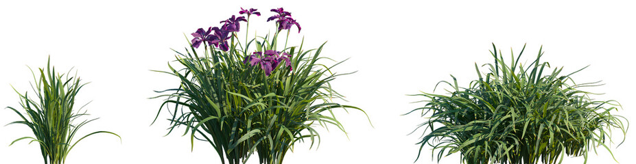 Set of Iris sanguinea frontal isolated png on a transparent background perfectly cutout high resolution