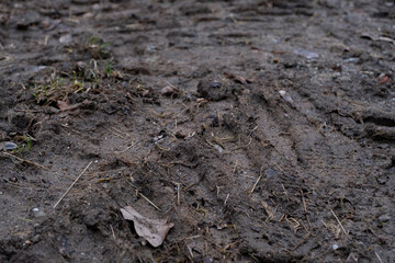 Closeup of a muddy ground surface with visible footprints and scattered leaves. 