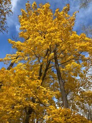 maple with yellow leaves in fall