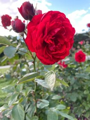 a lush red rosebush with buds