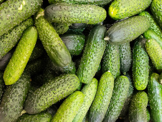 a lot of ripe and green cucumbers