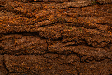 Trama corteccia
