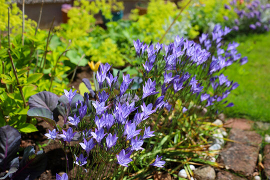 Brodiaea laxa Queen Fabiola purple flowers blooming in the sunshine