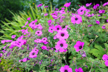 Fototapeta premium Geranium pink flowers Anne Thomson blooming in the English garden