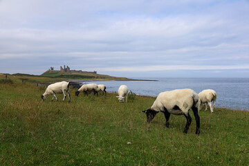 Fototapeta premium Ruins of a medieval castle by the sea and sheep in a field in England, UK