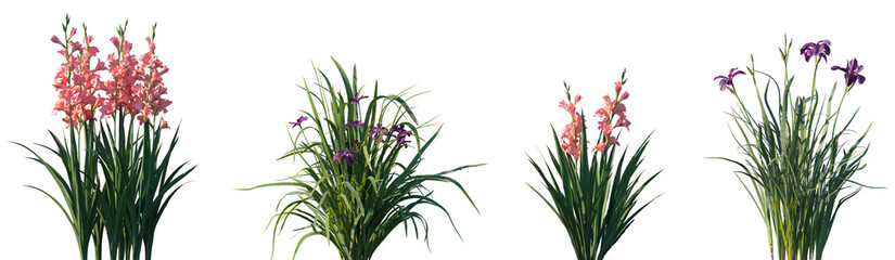 Set of Gladiolus gandavensi and Iris sanguinea frontal isolated png on a transparent background perfectly cutout high resolution