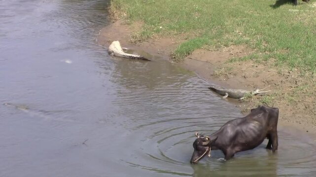 a buffalo going to bathe in the river with 3 crocodiles in Chitwan national park in Nepal