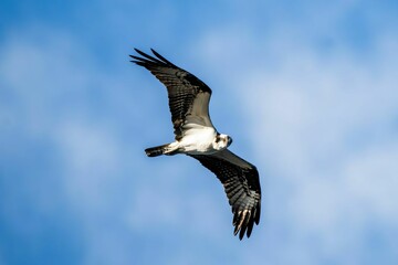Osprey in Flight Against Blue Sky