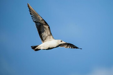 Seagull in Flight Against Blue Sky