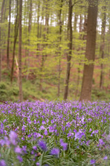 bluebells in the woods