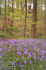bluebells in the woods
