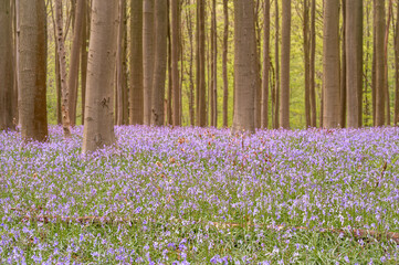 bluebells in the woods