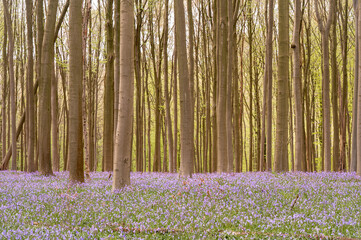 bluebells in the woods