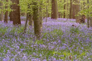 bluebells in the woods