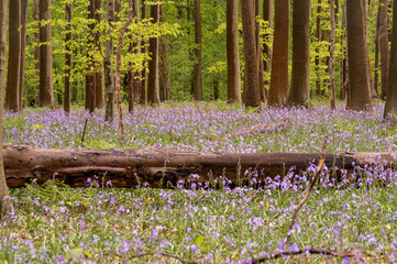 bluebells in the woods