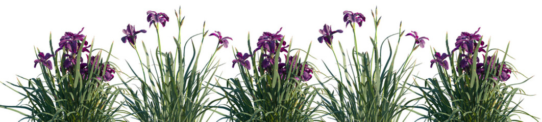 Set of Iris sanguinea frontal isolated png on a transparent background perfectly cutout high resolution