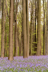 bluebells in the woods