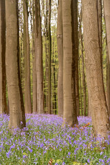bluebells in the woods