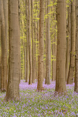 bluebells in the woods