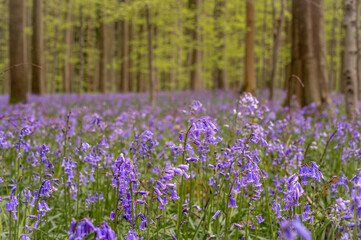bluebells in the woods