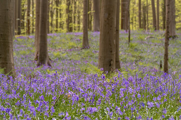 bluebells in the woods