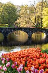 tulips in the bridge park