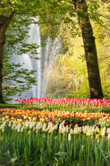 tulips in the spring park