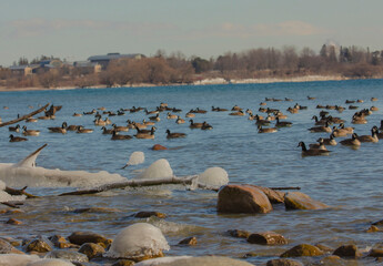 Snow Covered And Icy Rocks