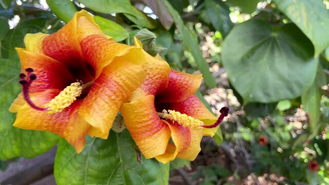 Hibiscus elatus or Talipariti elatum,Blue mahoe or maj&oacute; azul, is a species of flowering tree in the mallow family,4K video