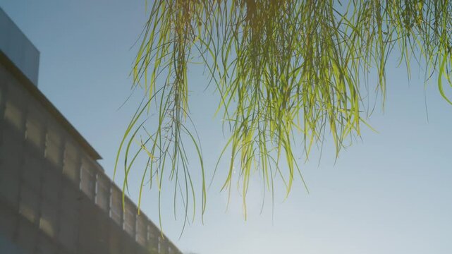 Smooth Gimbal 4K Shot of Arizona State University Campus on a Bright Sunny Day