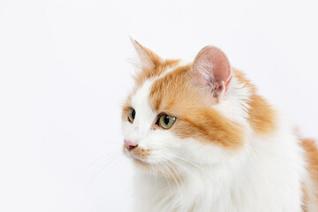 Charming and Adorable Portrait of an Orange and White Cat Set Against a Crisp White Background