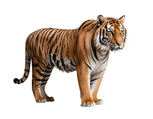 Naklejka premium Majestic Tiger Ready for Your Project