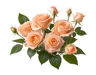 Fototapeta premium Delicate Peach Rose Bouquet Isolated on Transparent Background