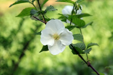 봄, 풍경, 병아리꽃나무