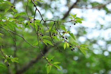 봄 풍경, 푸른 나뭇잎과 버찌