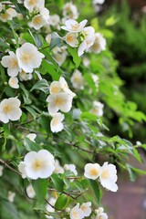 봄 풍경, 고광나무 개화