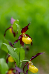 Blooming wild yellow lady's slipper, Cypripedium calceolus, in the lady's slipper area Martinauer Au in the Lechtal valley. Blurred green background